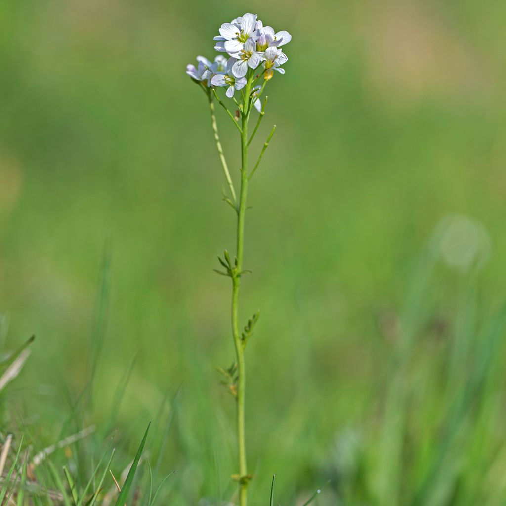 Cardamine pratensis - Billeri dei prati