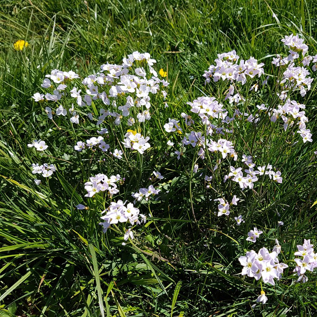 Cardamine pratensis - Billeri dei prati