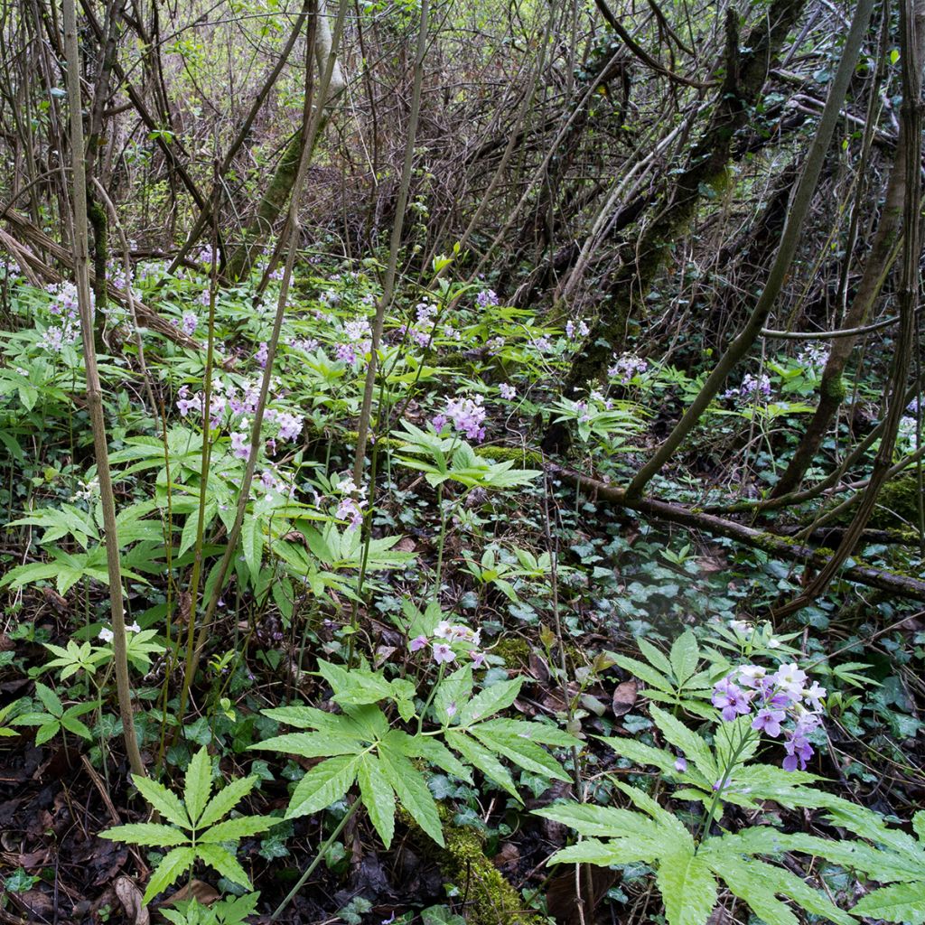 Cardamine pentaphylla, Cresson des près