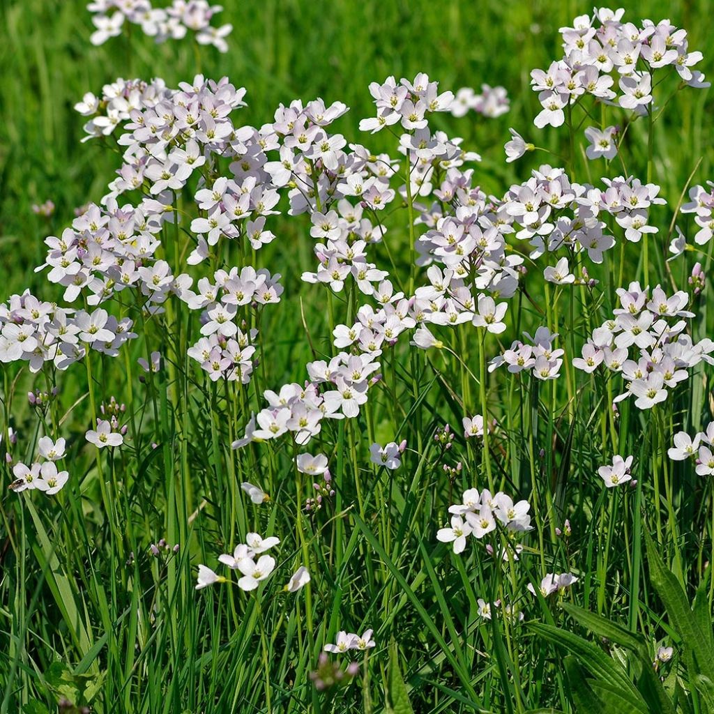 Cardamine des près, Cresson des près - Cardamine pratensis