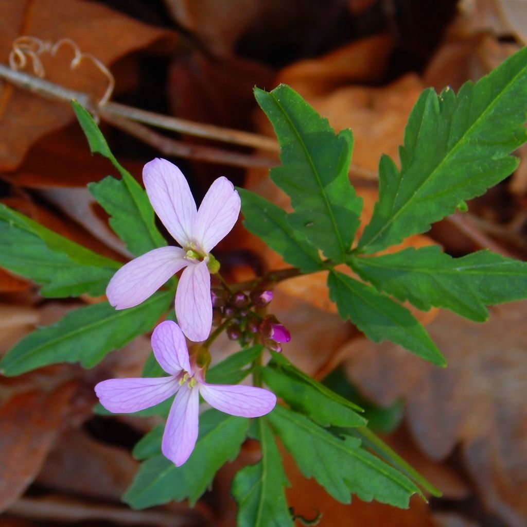 Cardamine quinquefolia - Dentaria a cinque foglie