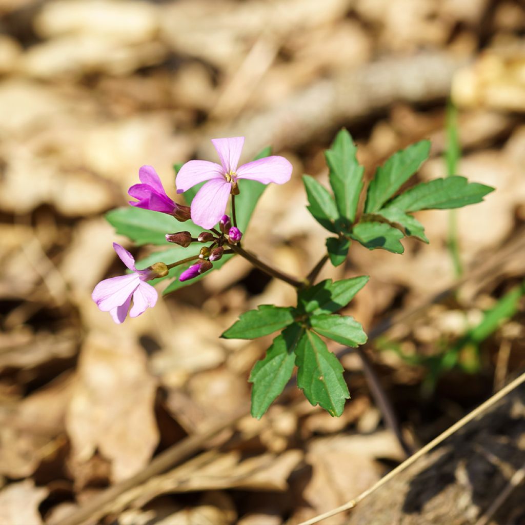 Cardamine quinquefolia - Dentaria a cinque foglie