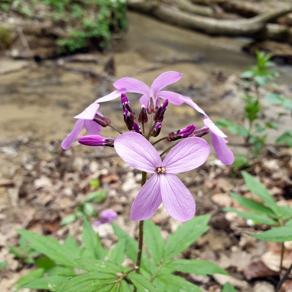 Cardamine quinquefolia - Dentaria a cinque foglie