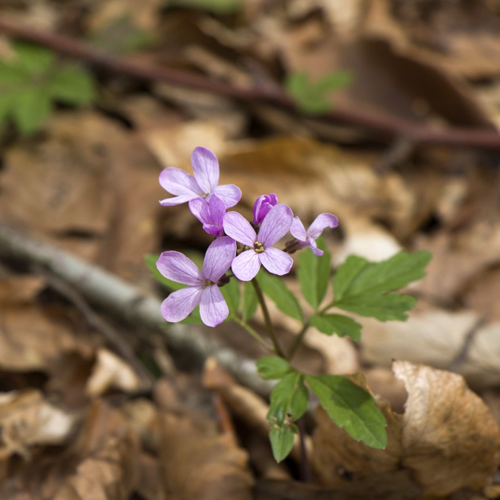 Cardamine quinquefolia - Dentaria a cinque foglie