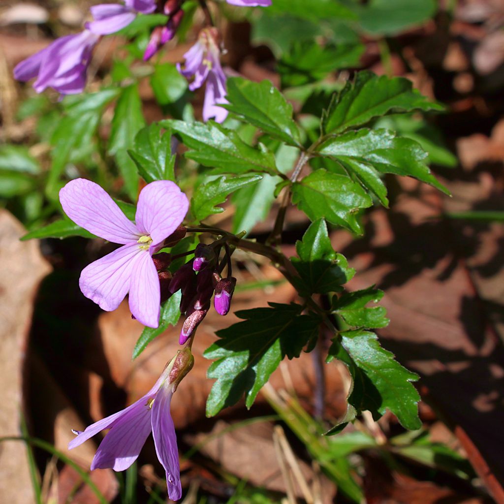 Cardamine quinquefolia - Dentaria a cinque foglie