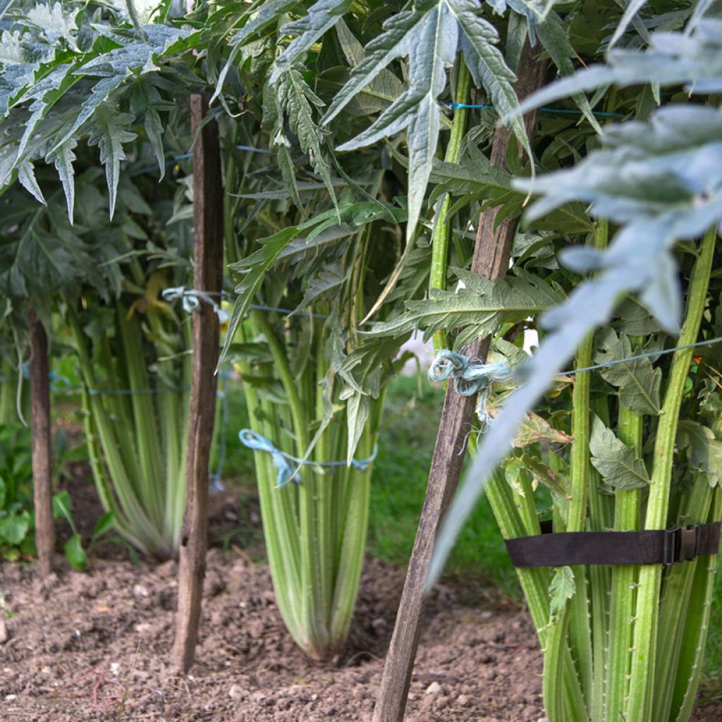 Cynara cardunculus - Vilmorin - Cardo