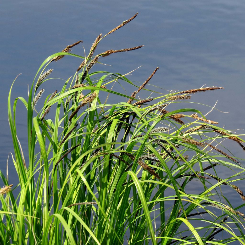 Carex acutiformis - Carice tagliente