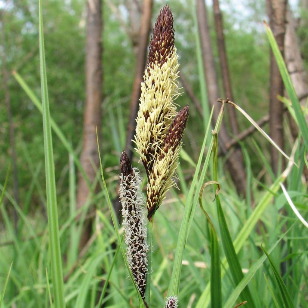 Carex acutiformis - Carice tagliente