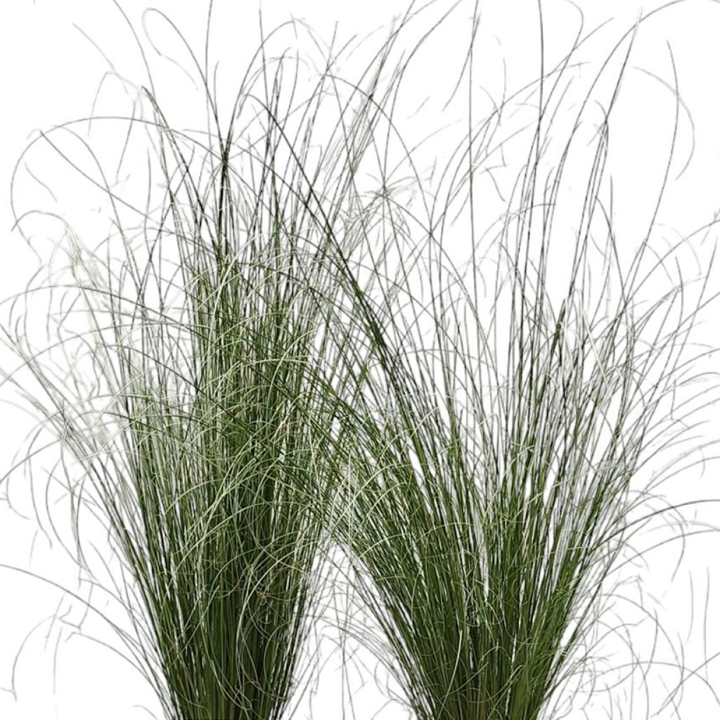 Carex buchananii Green Twist - Carice di Buchanan