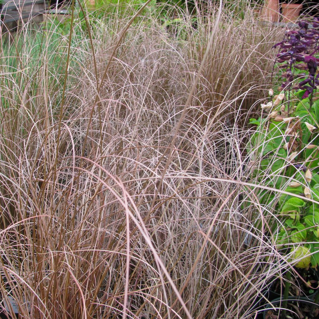 Carex buchananii Red Rooster - Laîche de Buchanan