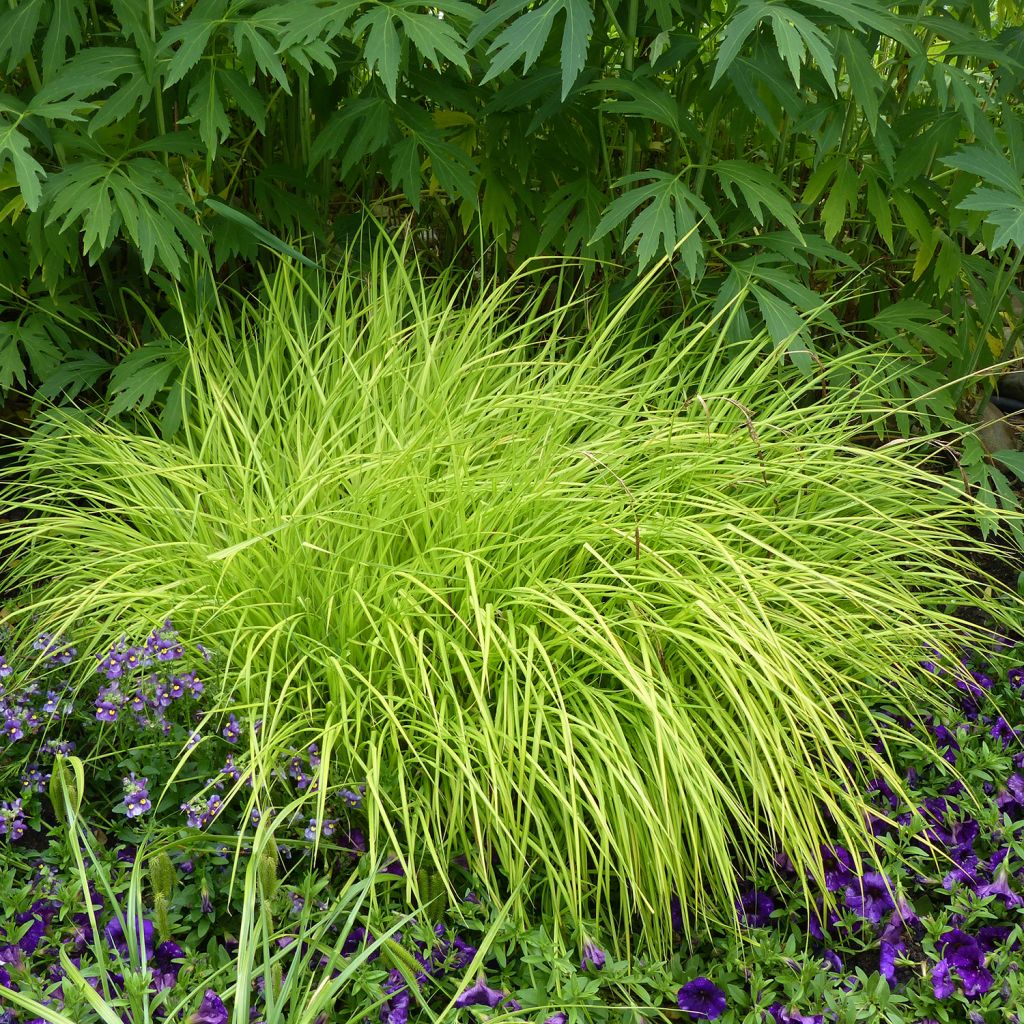 Carex elata Aurea