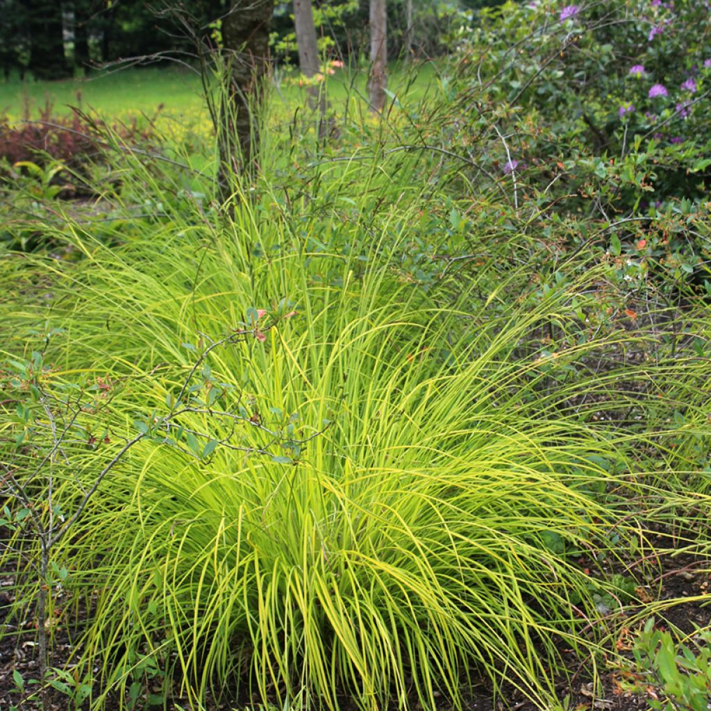 Carex elata Aurea