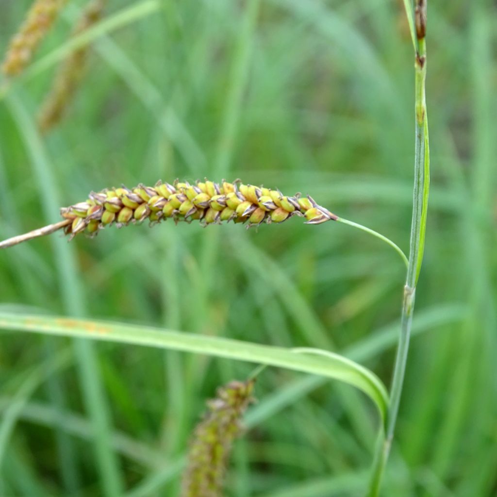 Carex flacca Blue Zinger - Laîche glauque