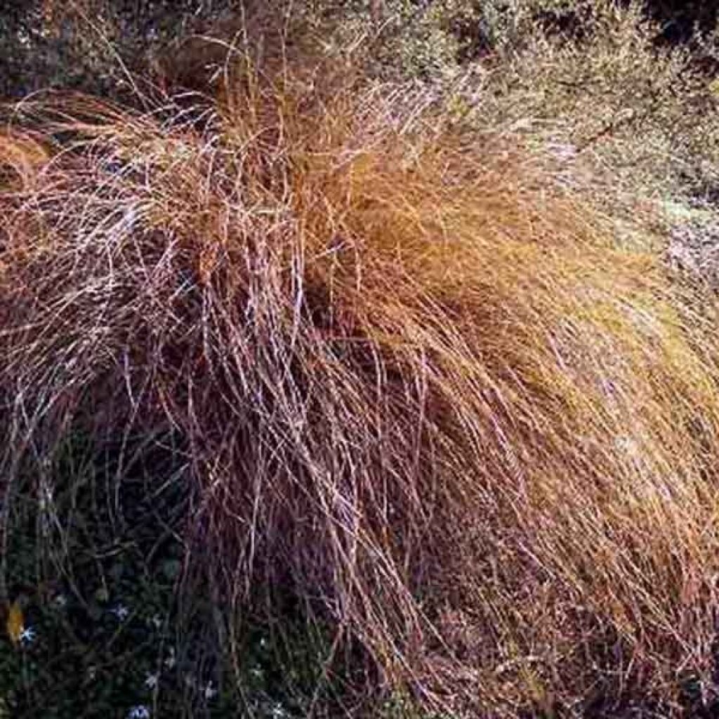 Carex flagellifera - Laîche de Nouvelle-Zélande