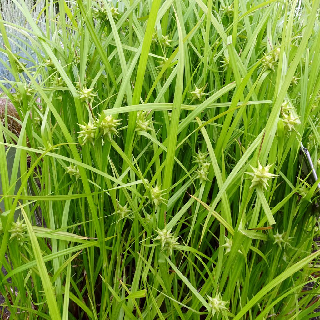 Carex grayi - Laîche massue