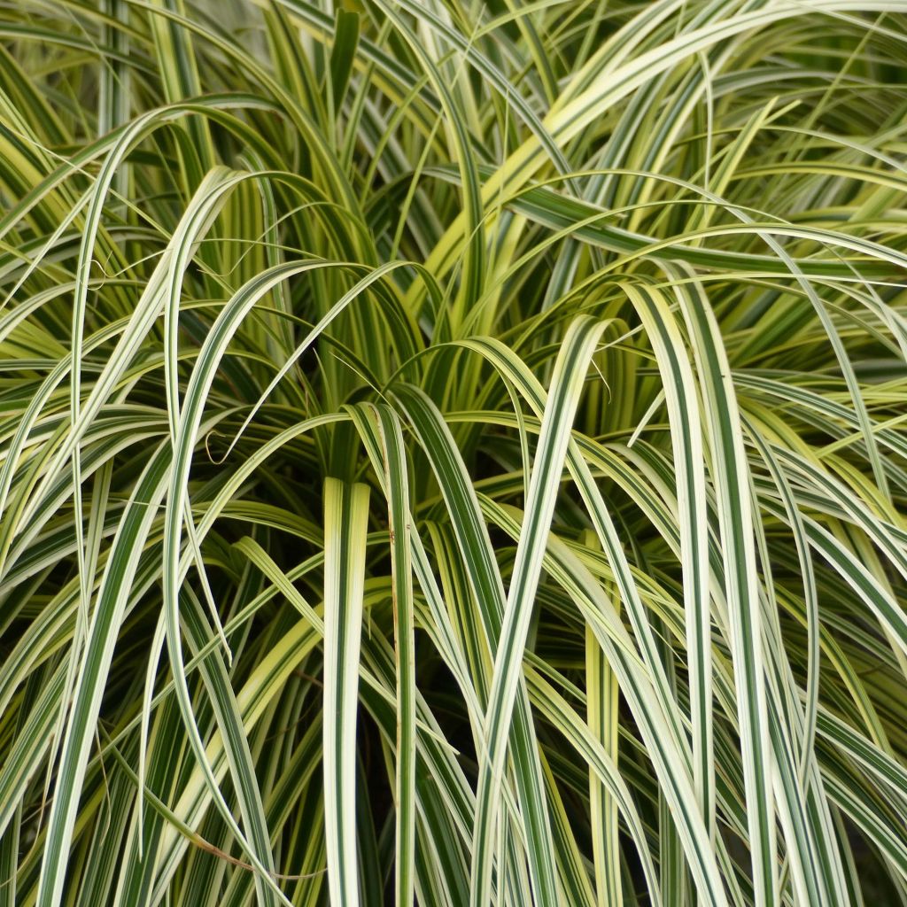 Carex oshimensis Feather Falls - Carice giapponese