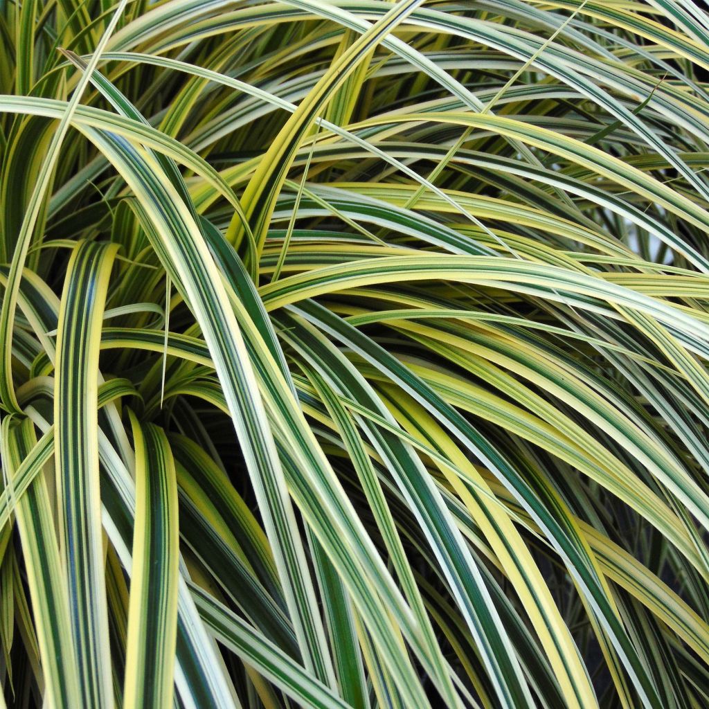 Carex oshimensis Feather Falls - Carice giapponese