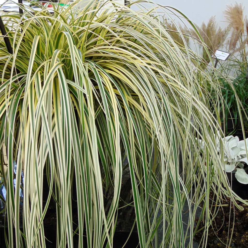 Carex oshimensis Feather Falls - Carice giapponese