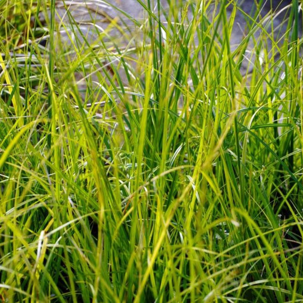 Carex lenta Osaka