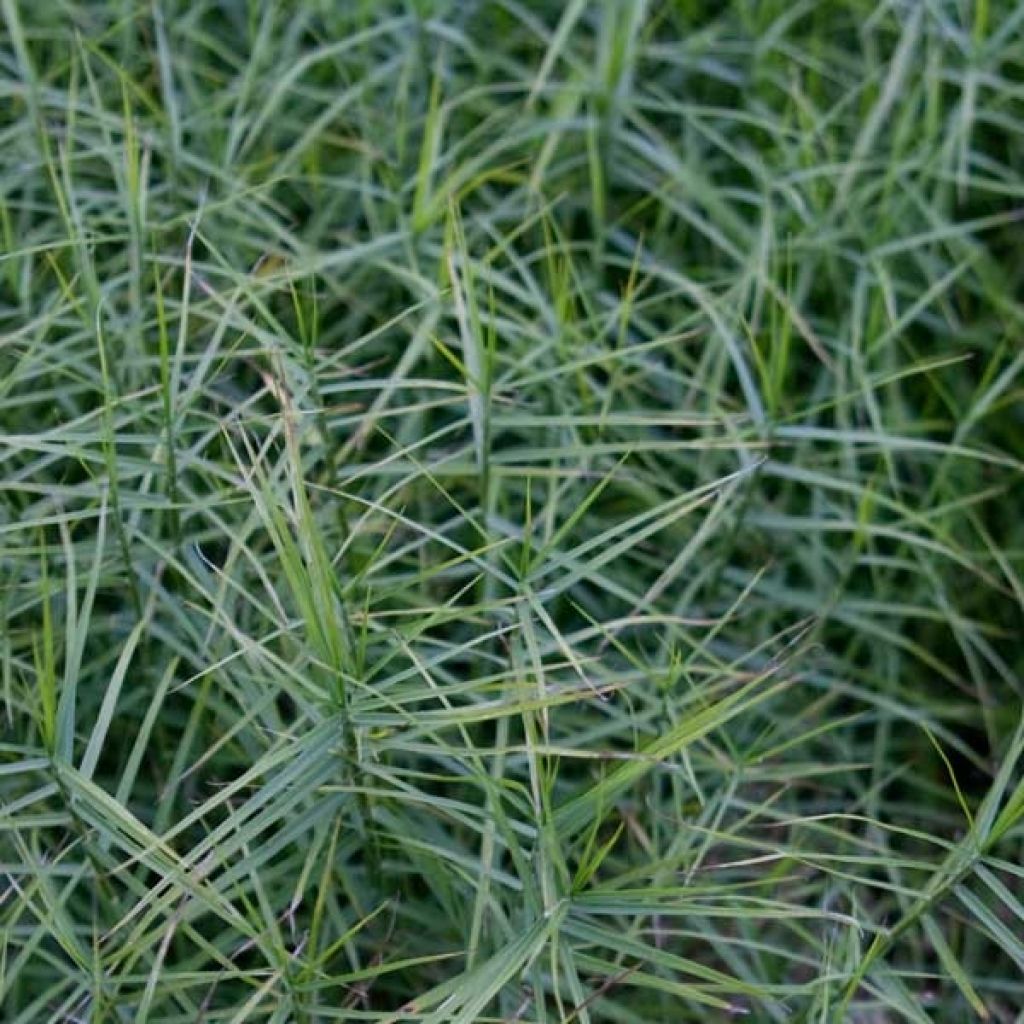 Carex musk. Little Midge-Laîche d'Amérique