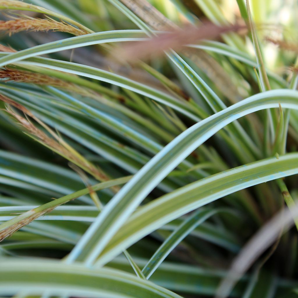 Carex morrowii Goldband - Carice variegato