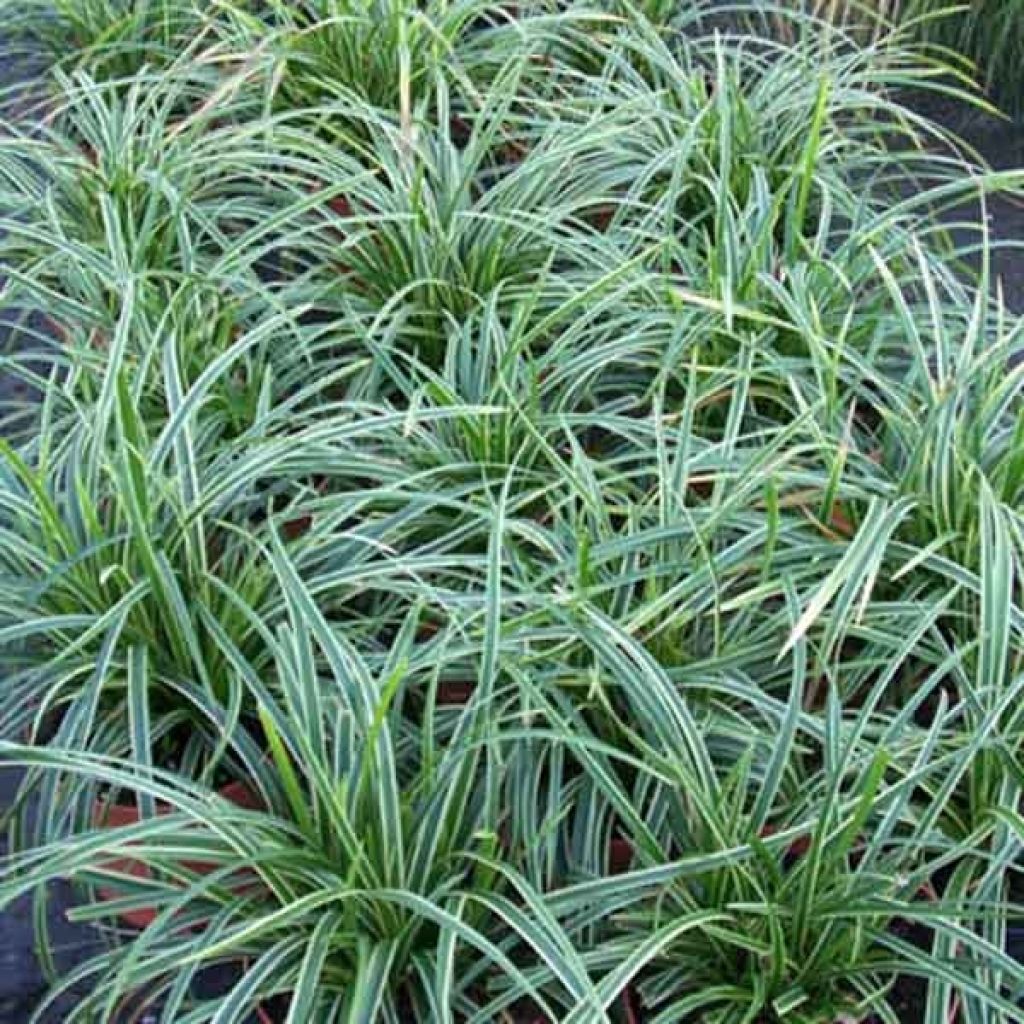 Carex morrowii Ice Dance - Carice variegato