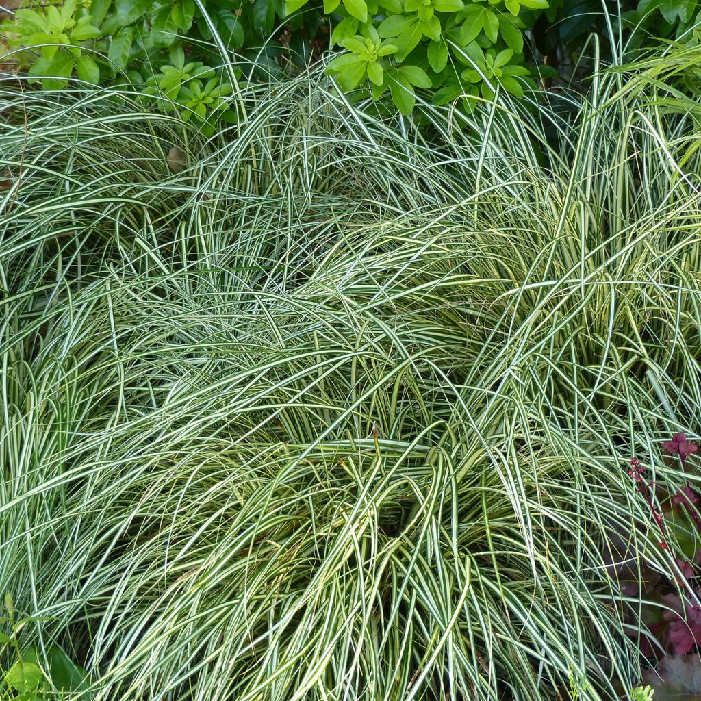 Carex oshimensis Evergold - Carice giapponese