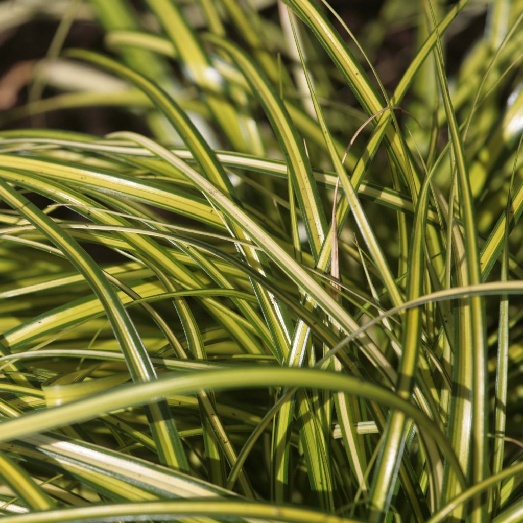 Carex oshimensis Eversheen - Laîche d'Oshima