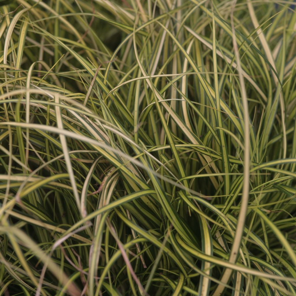 Carex oshimensis Eversheen - Laîche d'Oshima