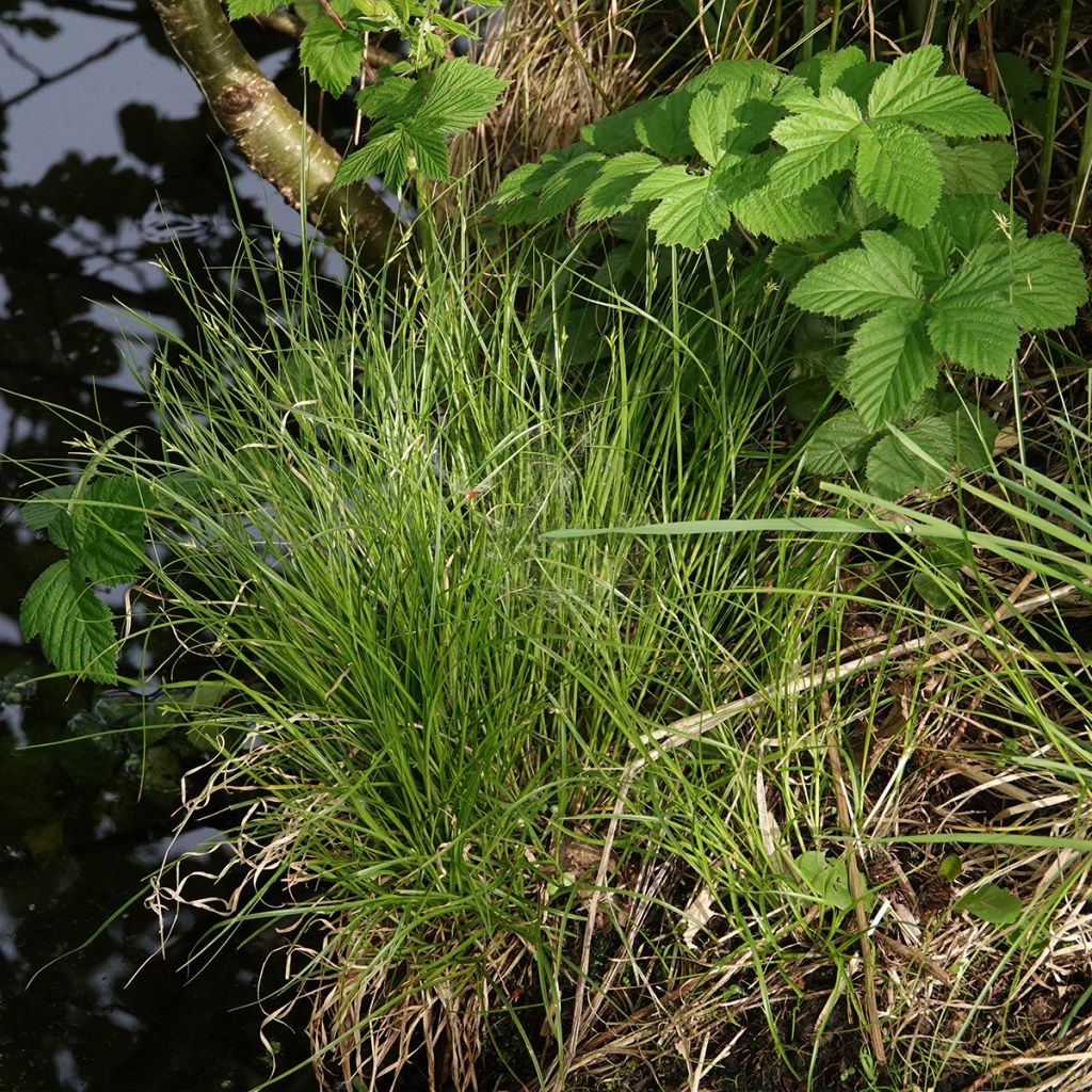 Carex remota