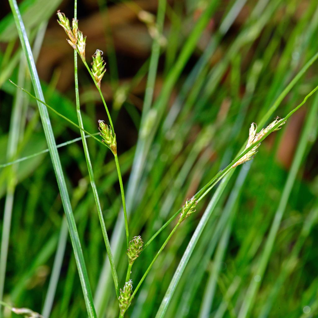 Carex remota