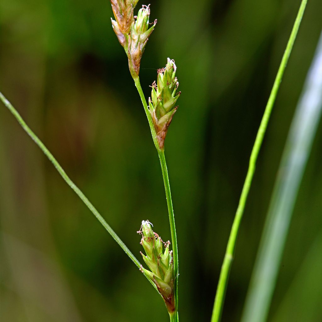 Carex remota