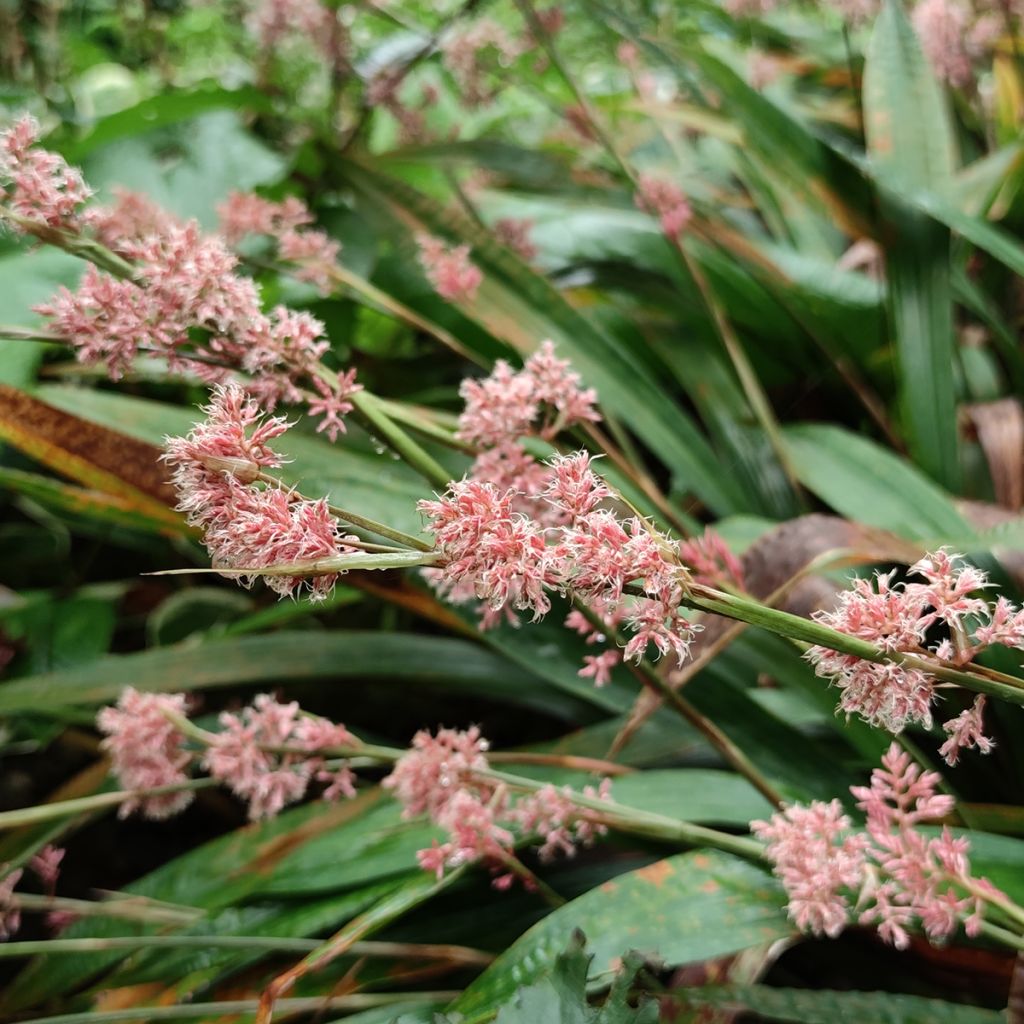 Carex scaposa - Laîche de Chine