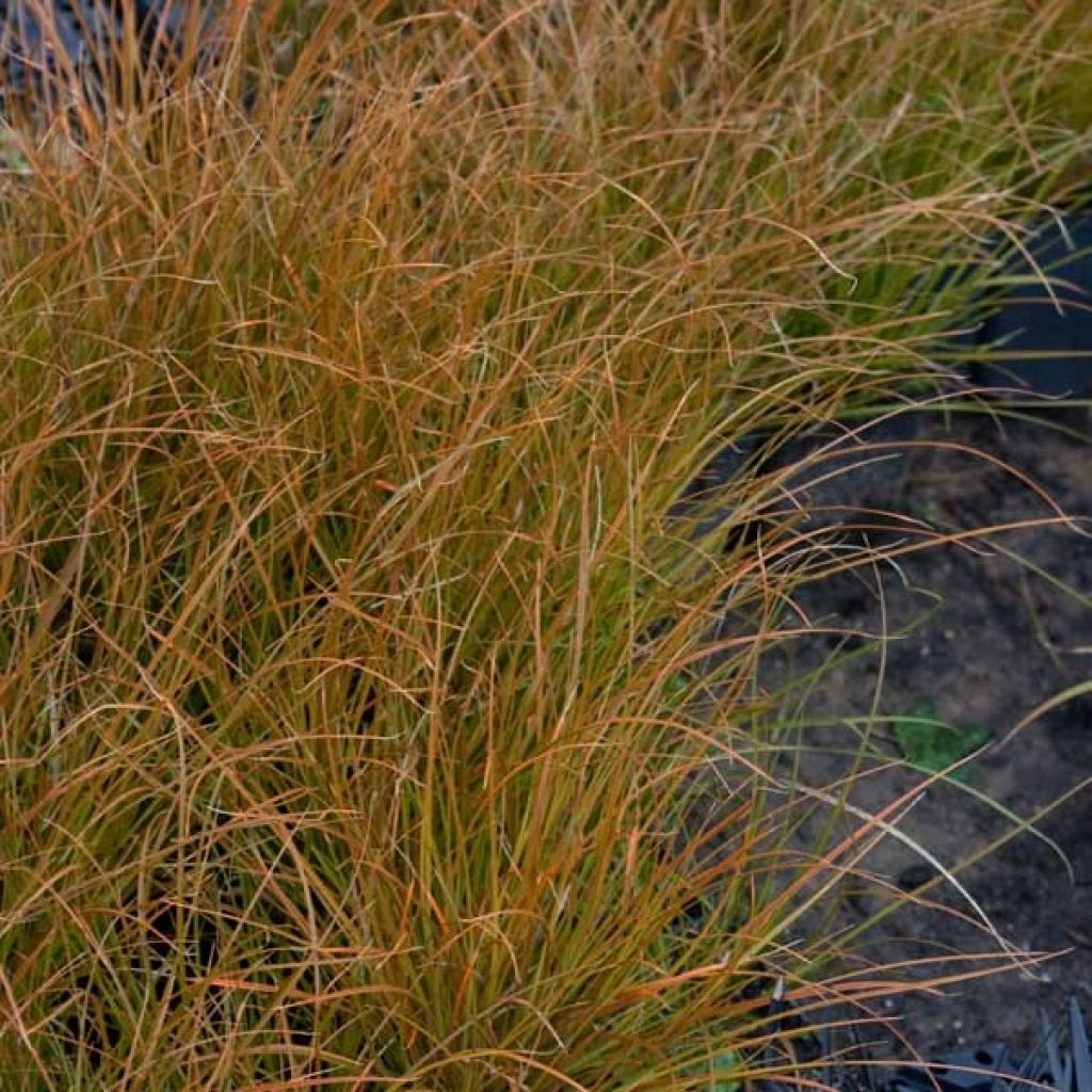 Carex testacea Prairie Fire