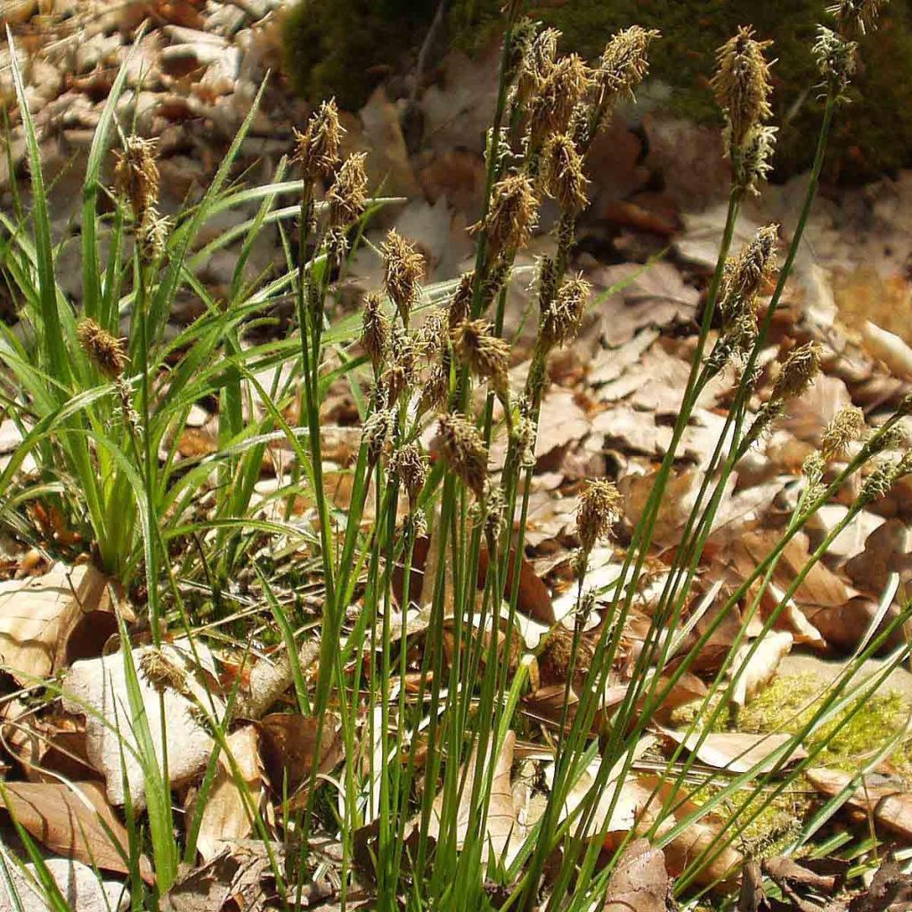 Carex umbrosa - Carice ombrosa