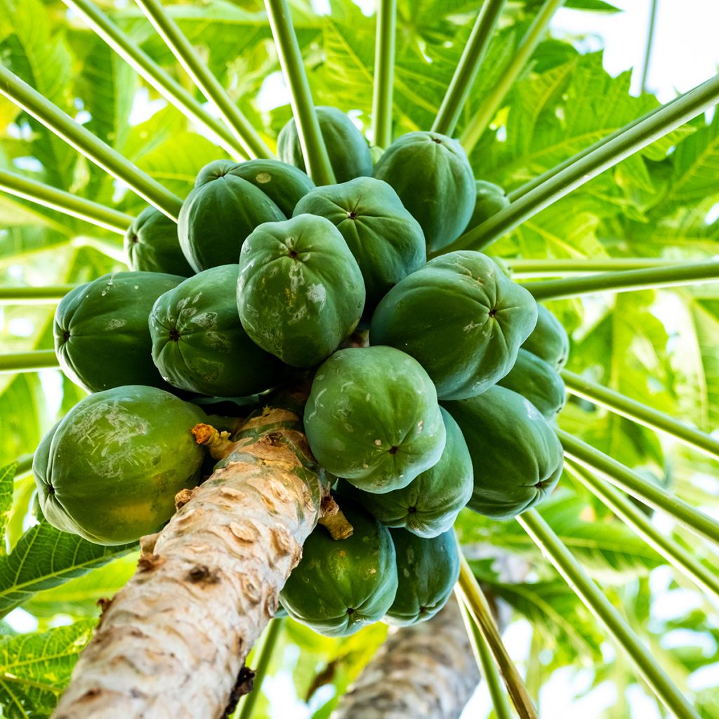 Carica papaya - Papaia