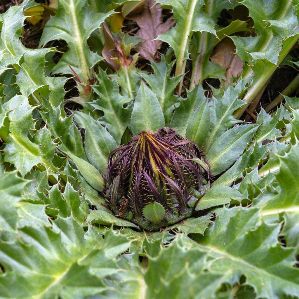 Carlina acanthifolia - Carlina zolfina