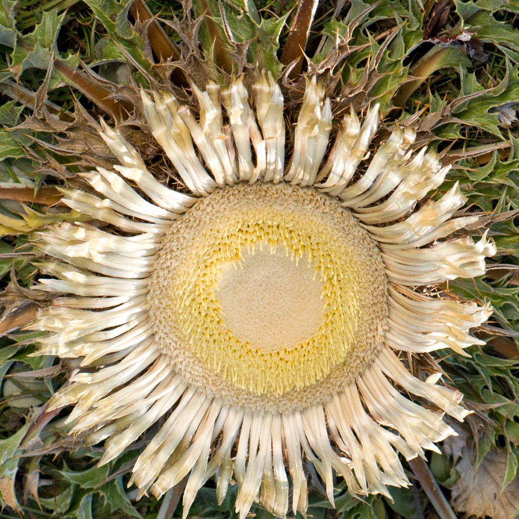 Carlina acanthifolia - Carlina zolfina