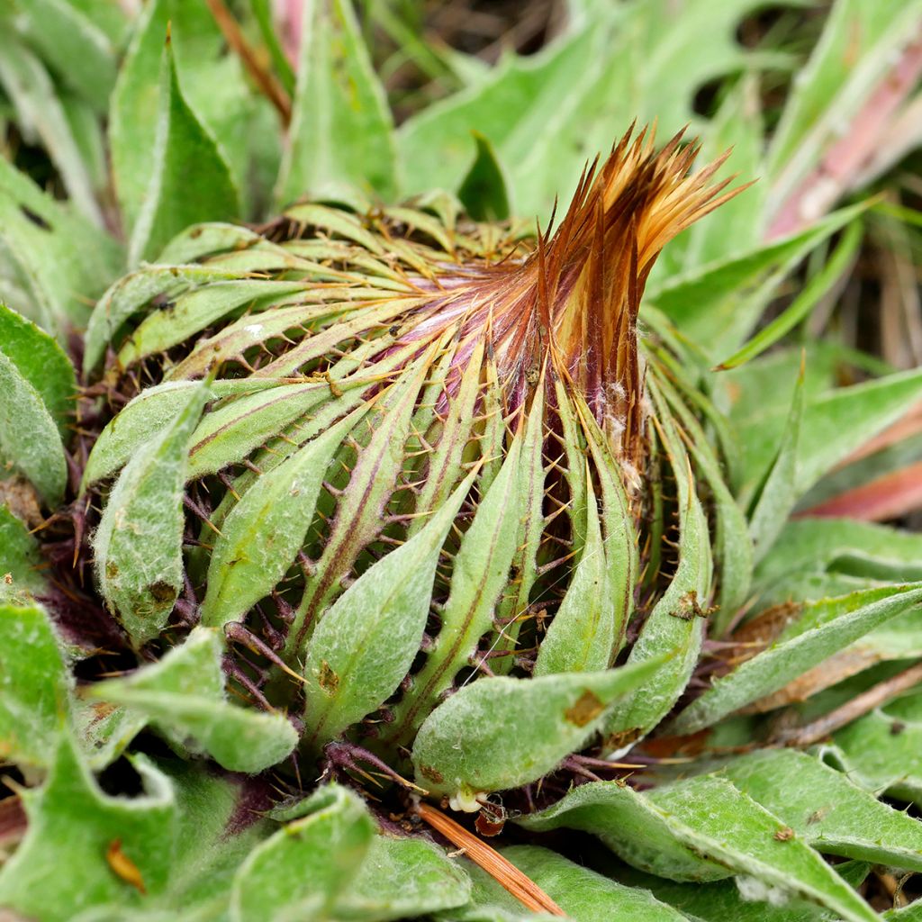 Carlina acanthifolia - Carlina zolfina