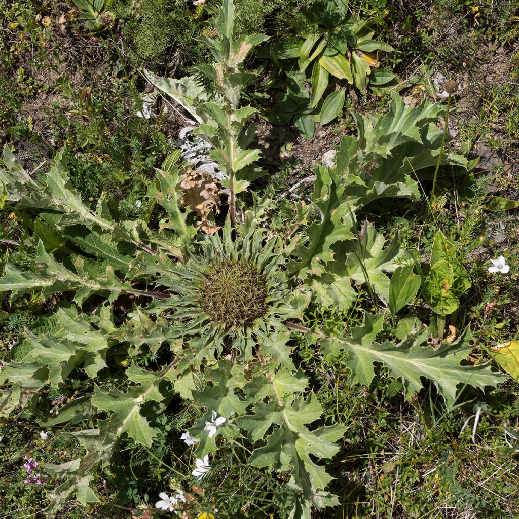 Carlina acanthifolia - Carlina zolfina