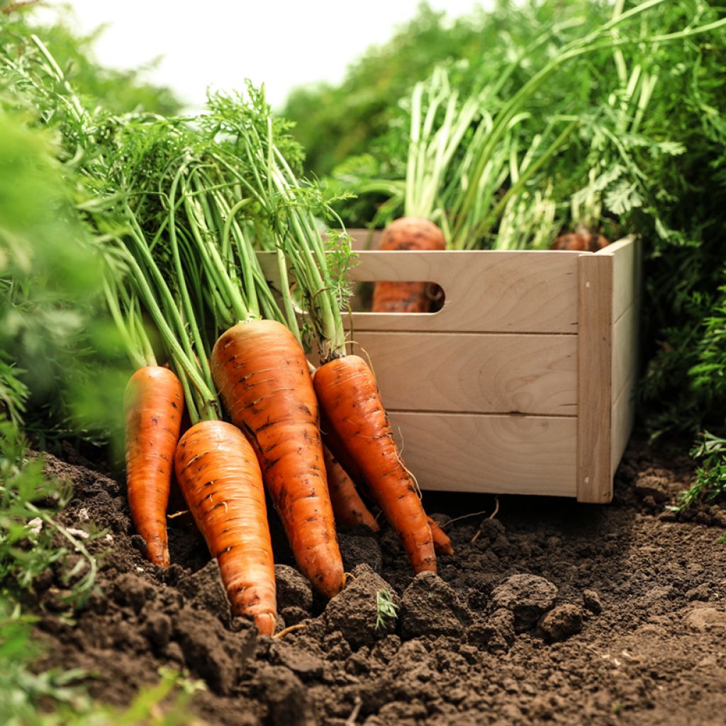 Carota Adelaide F1