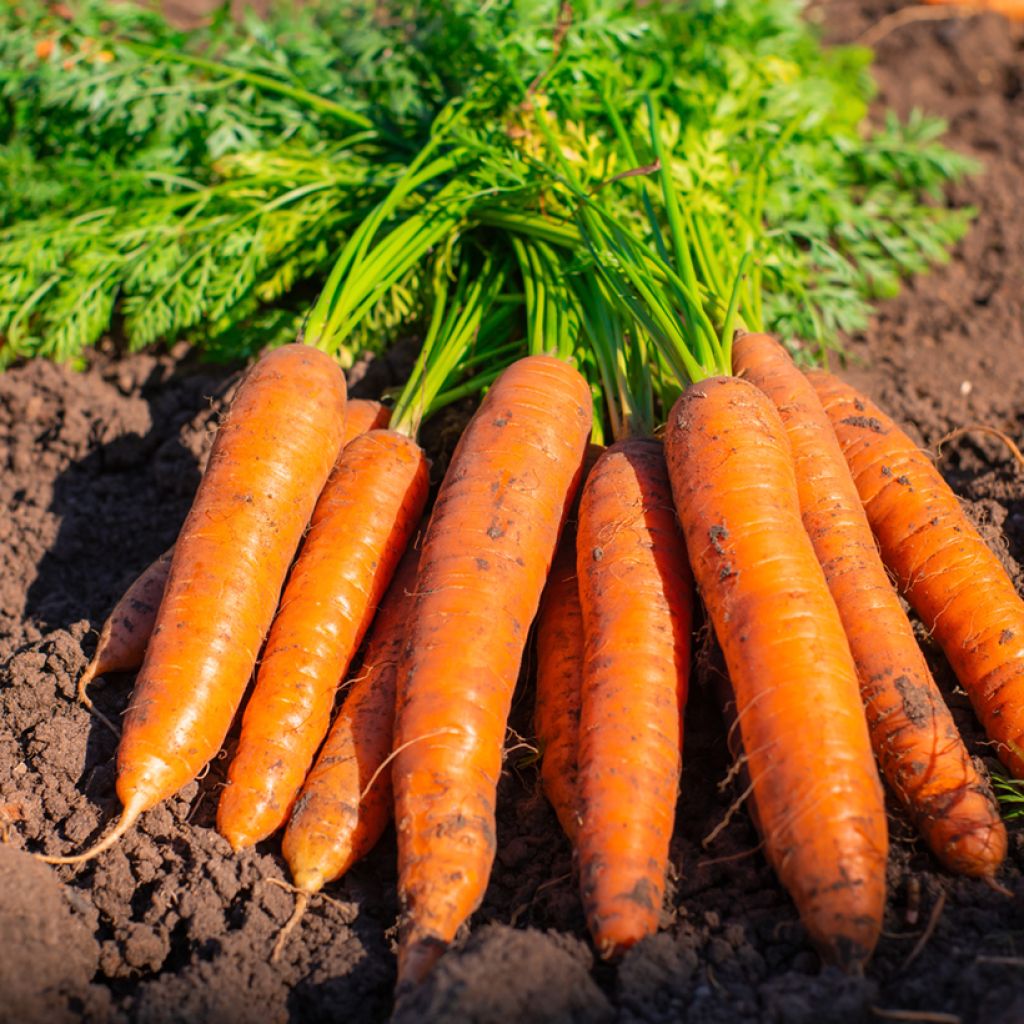 Carota Bolero