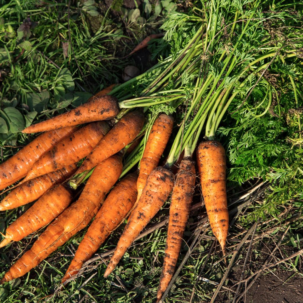 Carota demie-longue Fucino