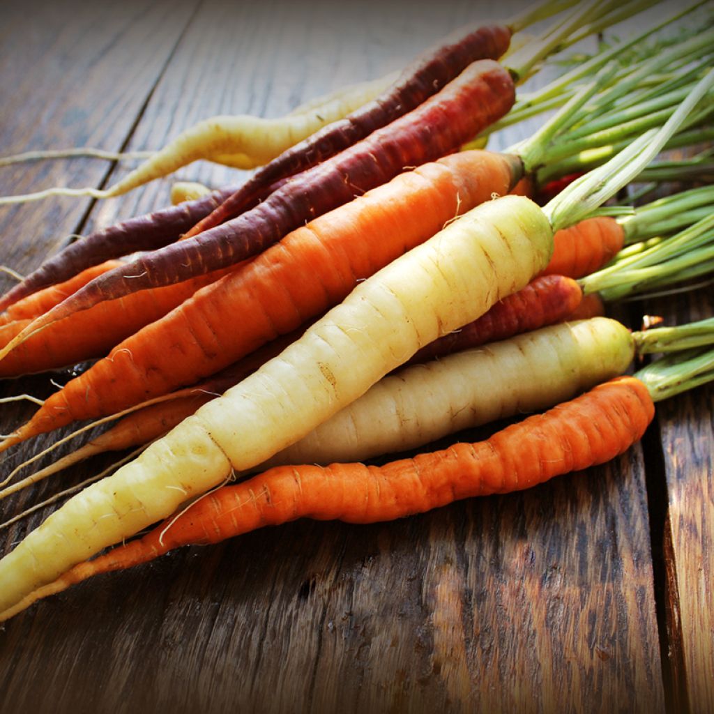 Carota Harlekin mix