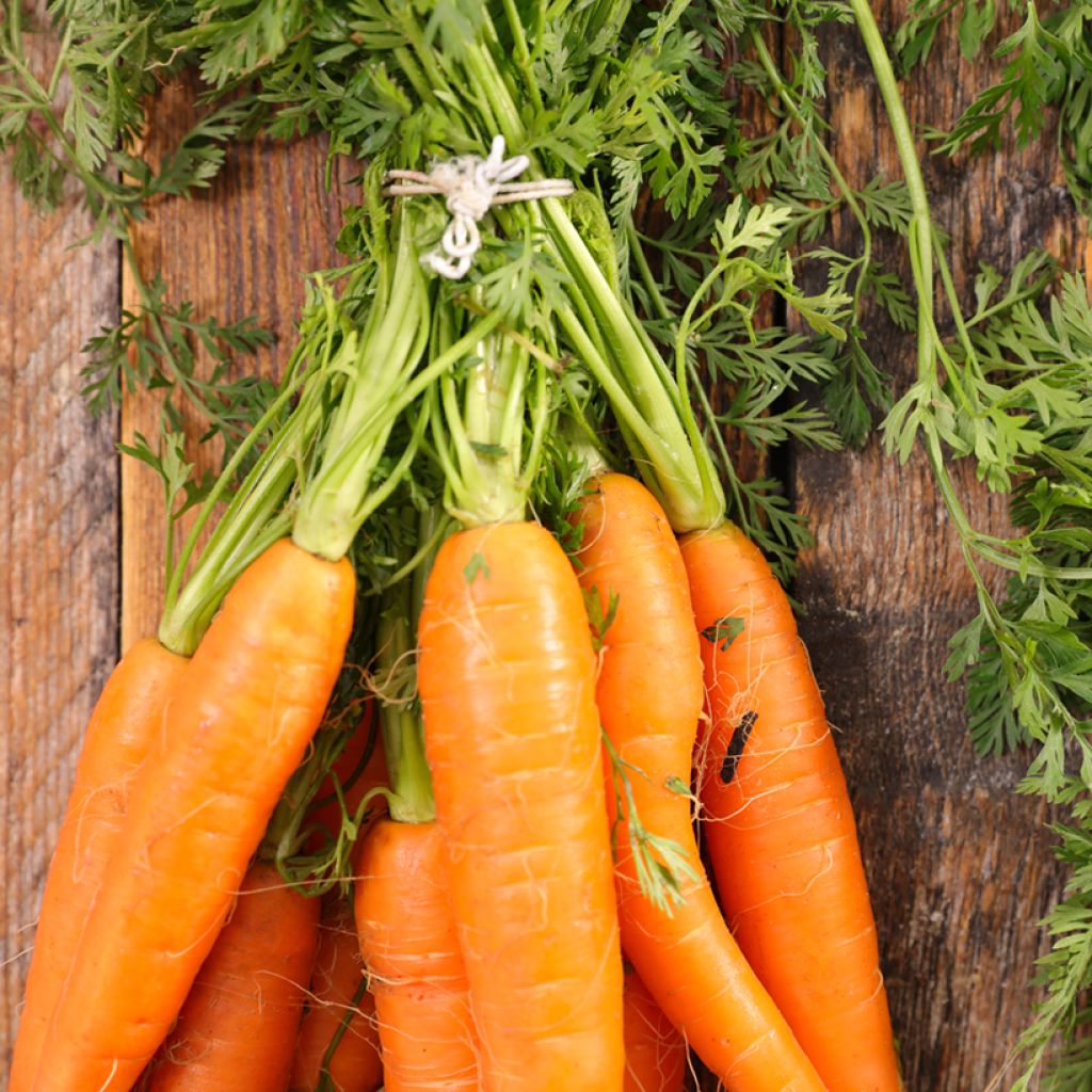 Carota Longue Lisse de Meaux