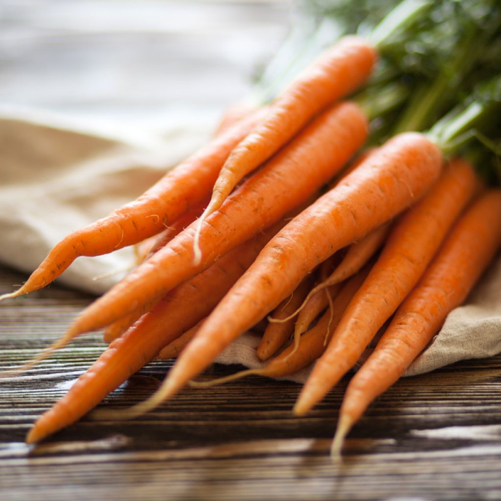 Carota Nandor F1