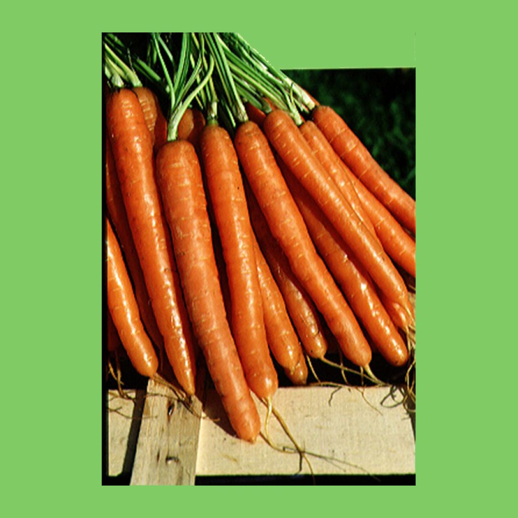 Carota Nantese migilorata