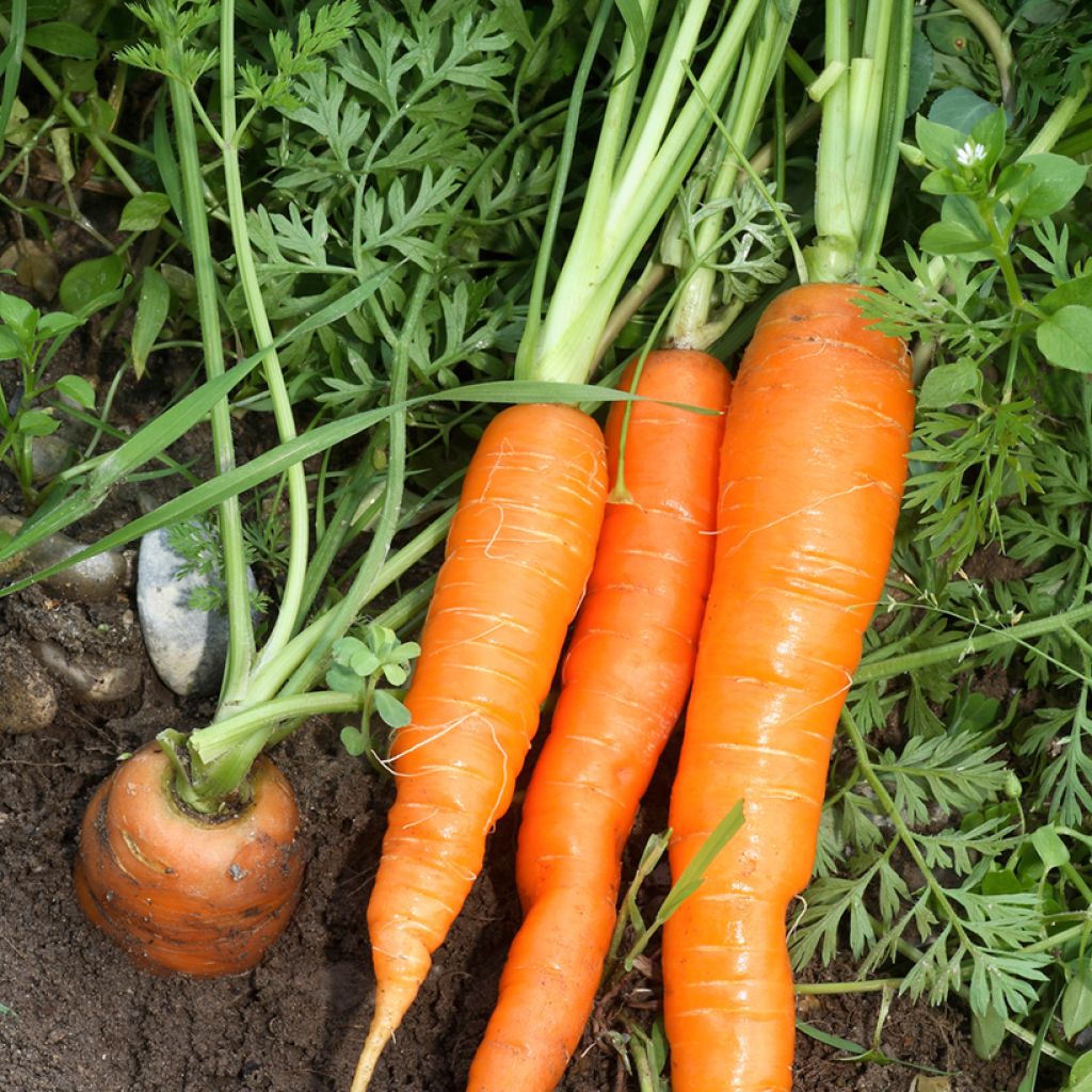 Carota Nantese migilorata 2