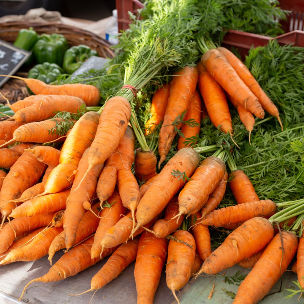 Carota Nantese migilorata 3