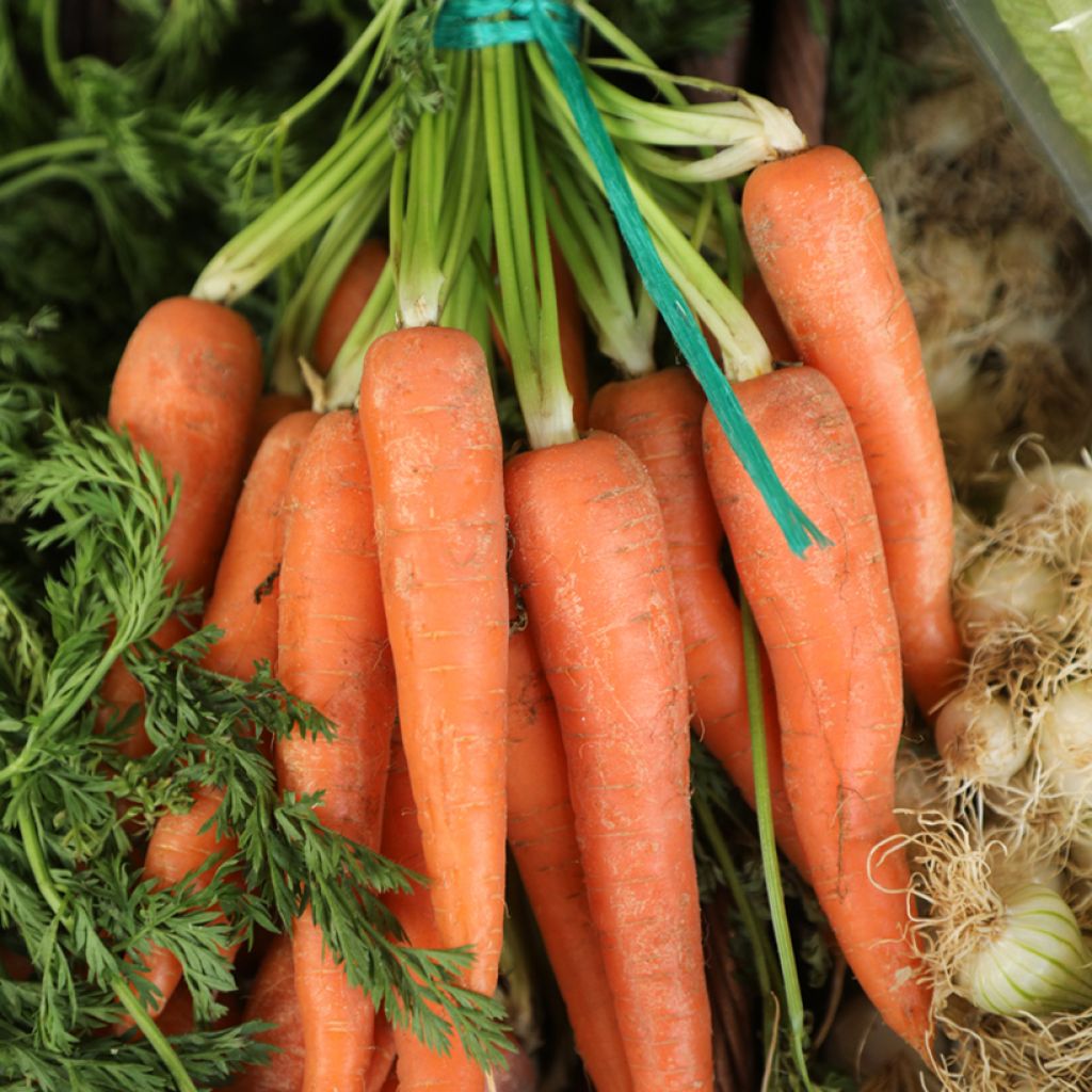 Carota Nantese migilorata